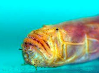 Taenoides cirratus red dregon goby