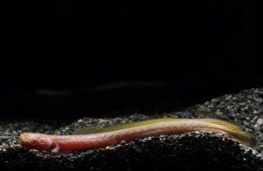 Taenoides cirratus red dregon goby