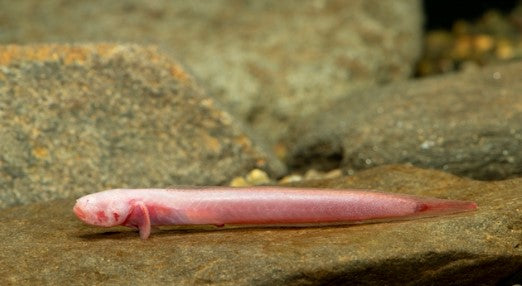 Taenoides cirratus red dregon goby