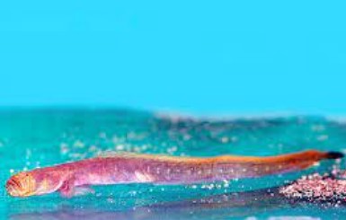 Taenoides cirratus red dregon goby