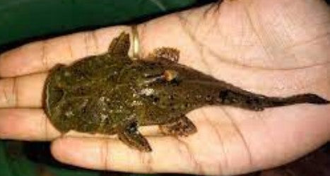 Chaca chaca 'devil Catfish' 3.5 inch