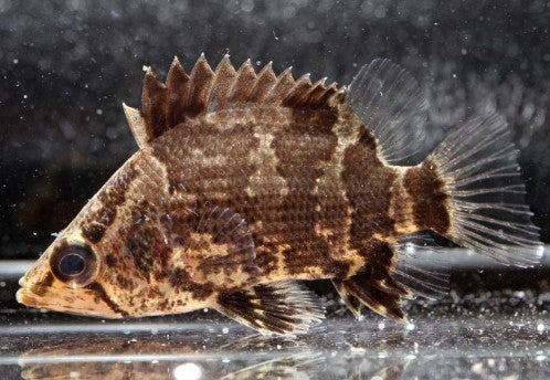 Nandus nandus Leaf Fish Gourami