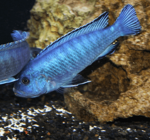 Powder Blue  Cichlid - FreshWaterAquatica.com