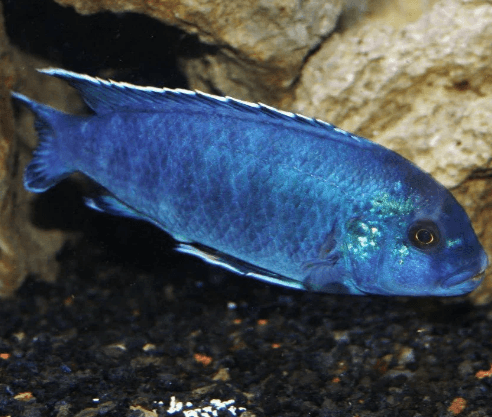 Powder Blue  Cichlid - FreshWaterAquatica.com