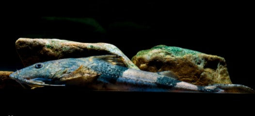 Bagarius bagarius ‘Goonch Catfish’5’’ – 8’’