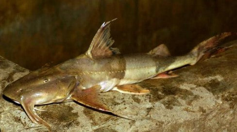 Bagarius bagarius ‘Goonch Catfish’5’’ – 8’’