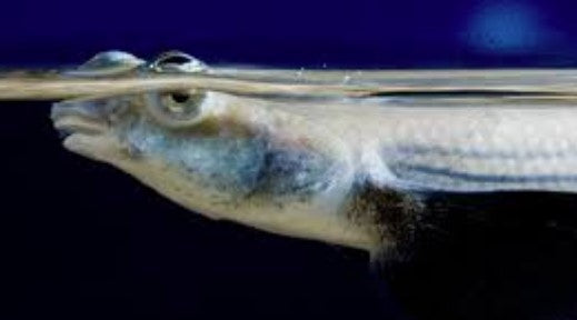 Rainhomrigle Khorsula “Indina four-eyed fish”