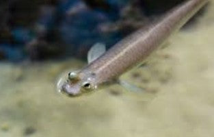 Rainhomrigle Khorsula “Indina four-eyed fish”