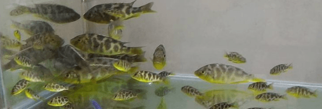 Venus Cichlid - FreshWaterAquatica.com