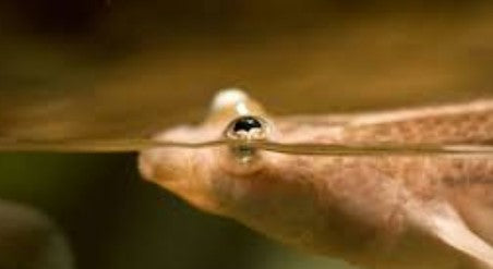 Rainhomrigle Khorsula “Indina four-eyed fish”