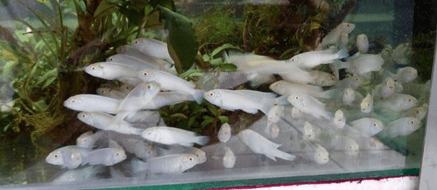 Snow White Cichlid - FreshWaterAquatica.com