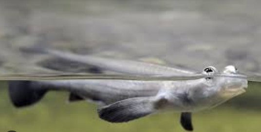 Rainhomrigle Khorsula “Indina four-eyed fish”