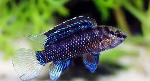 Badis badis Blue Chameleon Fish