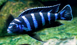 Demosoni Cichlid - FreshWaterAquatica.com