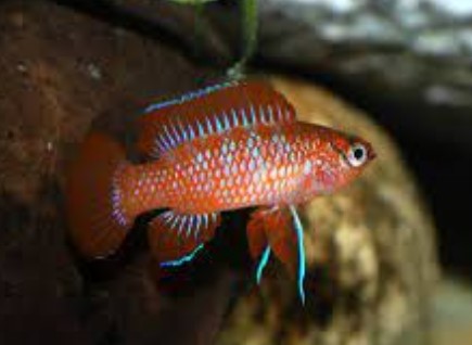 Dario Dario Scarlet Gem