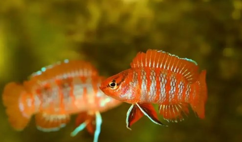 Dario Dario Scarlet Gem