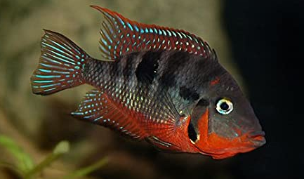Firemouth cichlid - FreshWaterAquatica.com