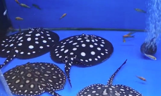 Black Diamond Stingray 6 inches Imported