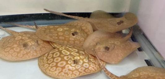 Albino Pearl Stingray 6"