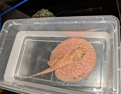Albino Pearl Stingray 6"