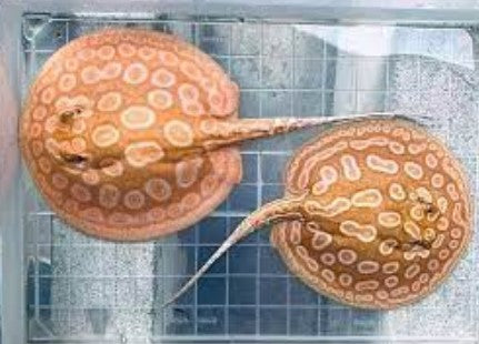 Albino Pearl Stingray 6"