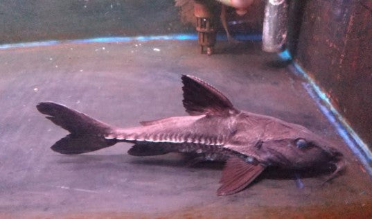 Ripsaw catfish