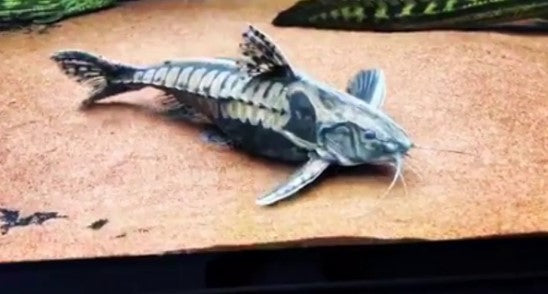 Irwini catfish 3 inches