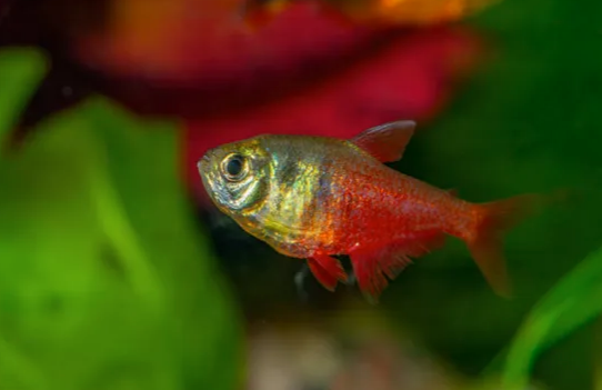 Flame Tetra (Von Rio Tetra) Fish - FreshWaterAquatica.com