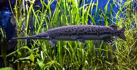 Long Nose gar