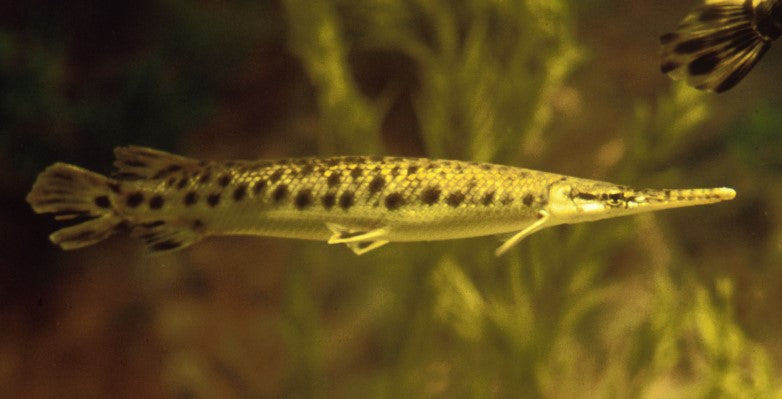 Long Nose gar