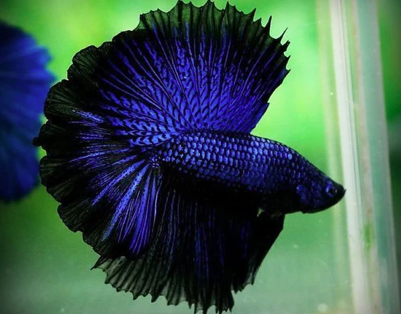 Betta Fish Coolest Freshwater Fish To Own Blue OHM Betta