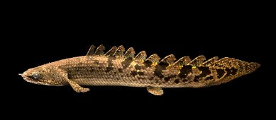 Leopard Senegal  6 inches