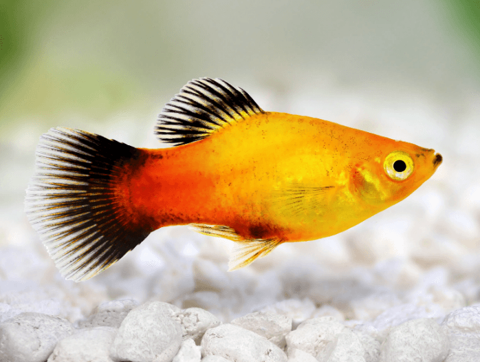 SUN Platy - FreshWaterAquatica.com