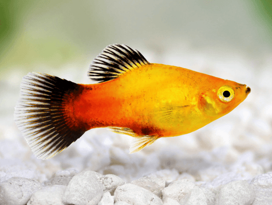 SUN Platy - FreshWaterAquatica.com