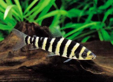 Banded Leporinis 3 inches