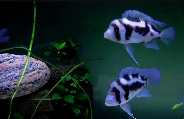 Black widow Frontosa