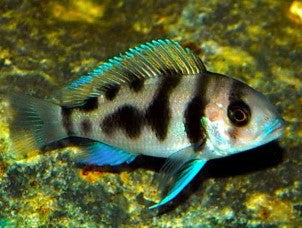 Black widow Frontosa