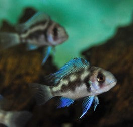 Black widow Frontosa