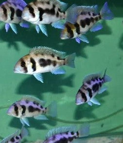 Black widow Frontosa