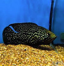 Polini Cichlid 3 inches