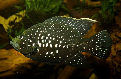 Polini Cichlid 3 inches