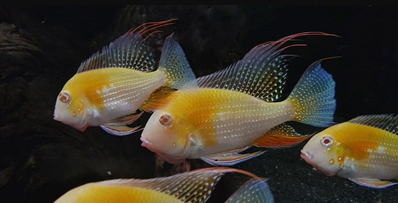 Geophagus Albino Hickelii 5 Inces XL-size