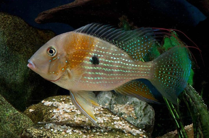 Geophagus Hickelii 2.5 inches