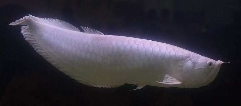 Albino Red eye Arowana