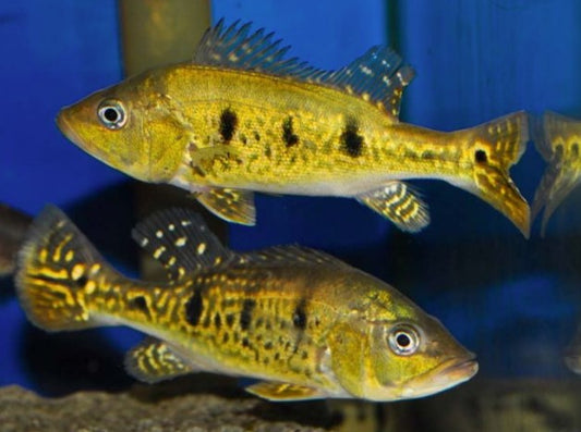 Spider Kelberi Peacock Bass 7.5 inches