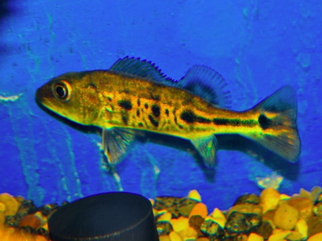 Spider Kelberi Peacock Bass 7.5 inches