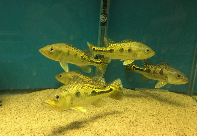 Spider Kelberi Peacock Bass 7.5 inches