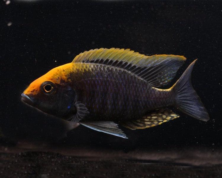 Sulfur head Peacock - FreshWaterAquatica.com