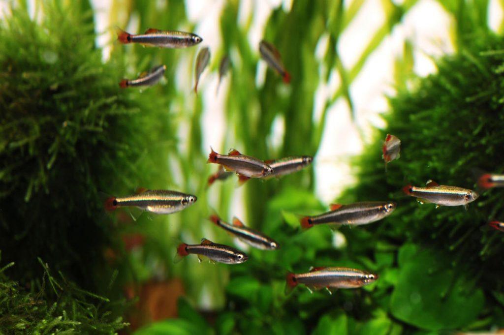 Mountain minnow - FreshWaterAquatica.com
