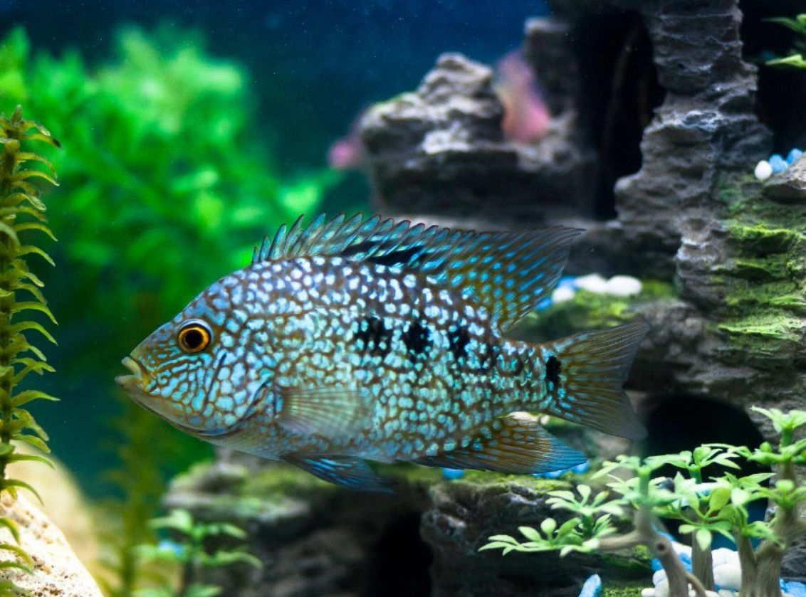 Texas Cichlid - FreshWaterAquatica.com